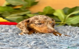 Teckel Miniatura perros en venta: Teckel arlequín chocolate  - Imagen 6