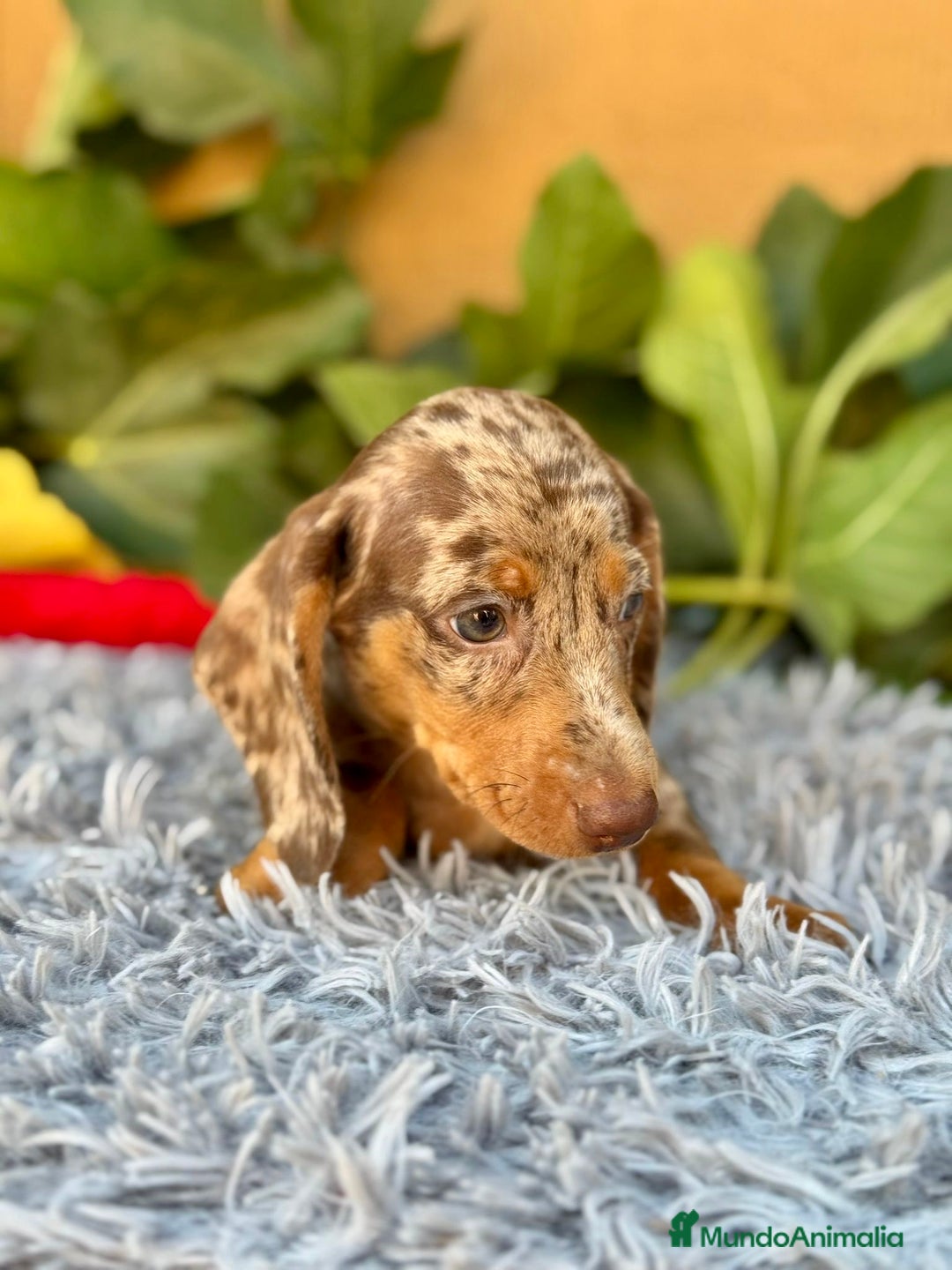 Teckel Miniatura perros en venta: Teckel arlequín chocolate  - Imagen 6
