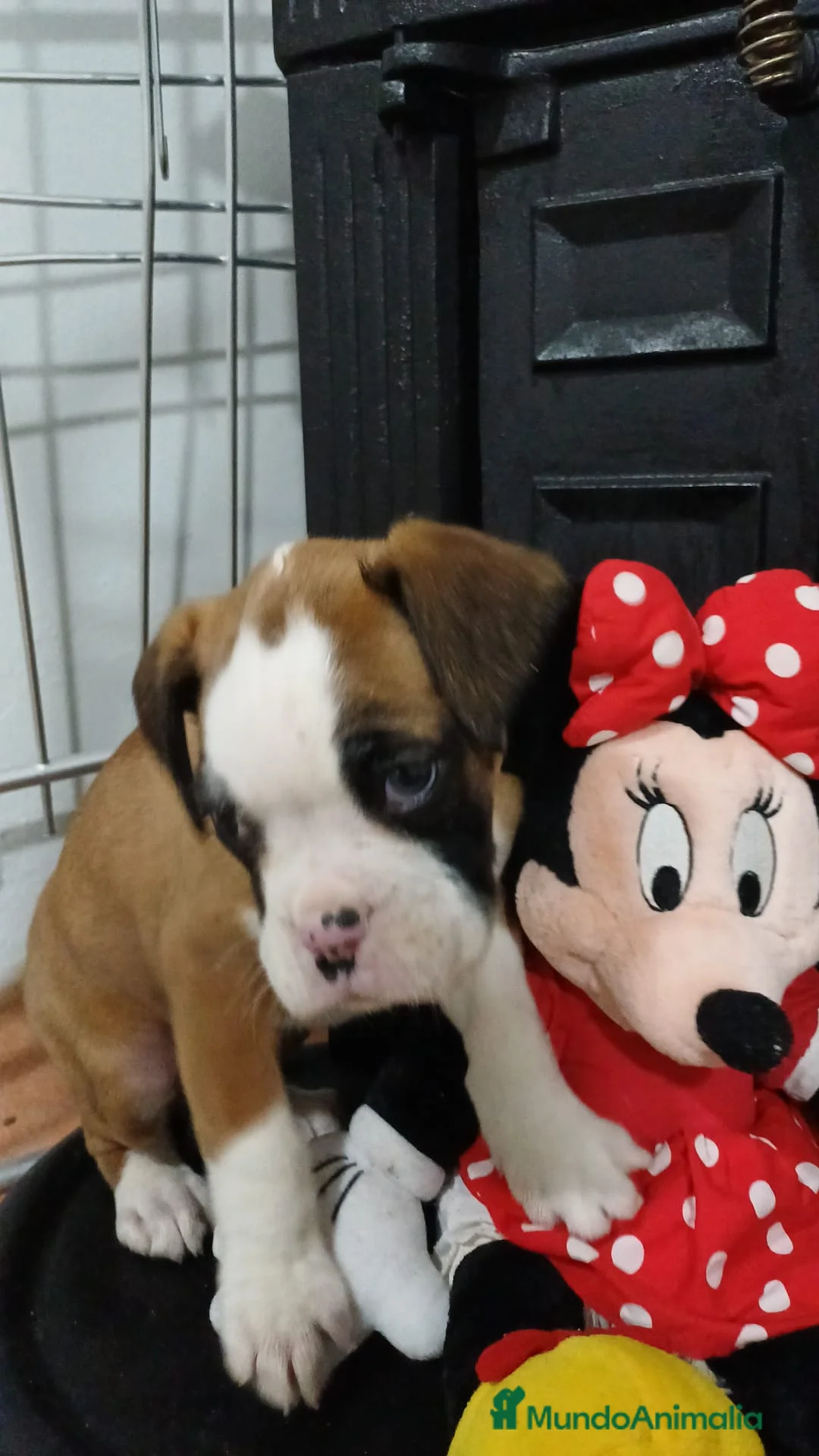 Boxer perros en venta: Bóxer  - Anuncio 2