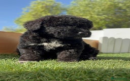 Perro de Agua Español perros en venta: PERRO DE AGUA ESPAÑOL HEMBRA - Imagen 19