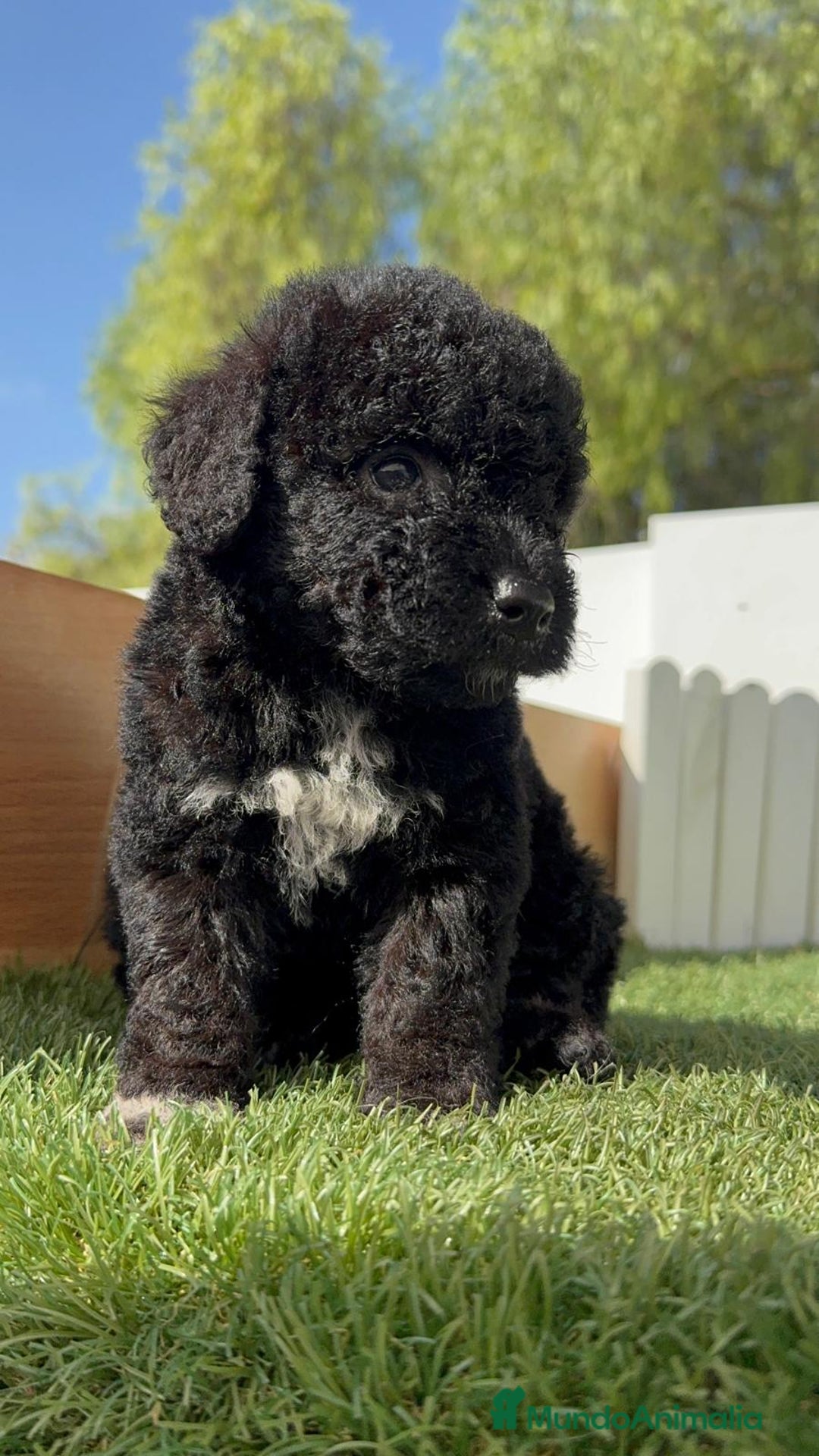 Perro de Agua Español perros en venta: PERRO DE AGUA ESPAÑOL HEMBRA - Imagen 19