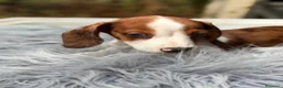 Teckel Miniatura perros en venta: TECKEL PIEBALD - Anuncio 4
