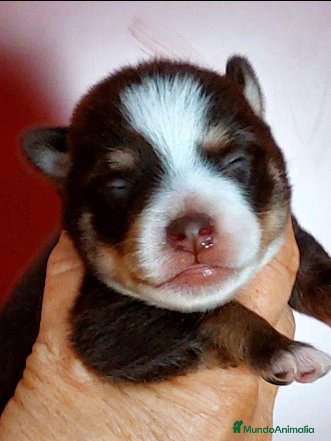 Pomsky perros en venta: 3 machitos de pomsky - Imagen 3
