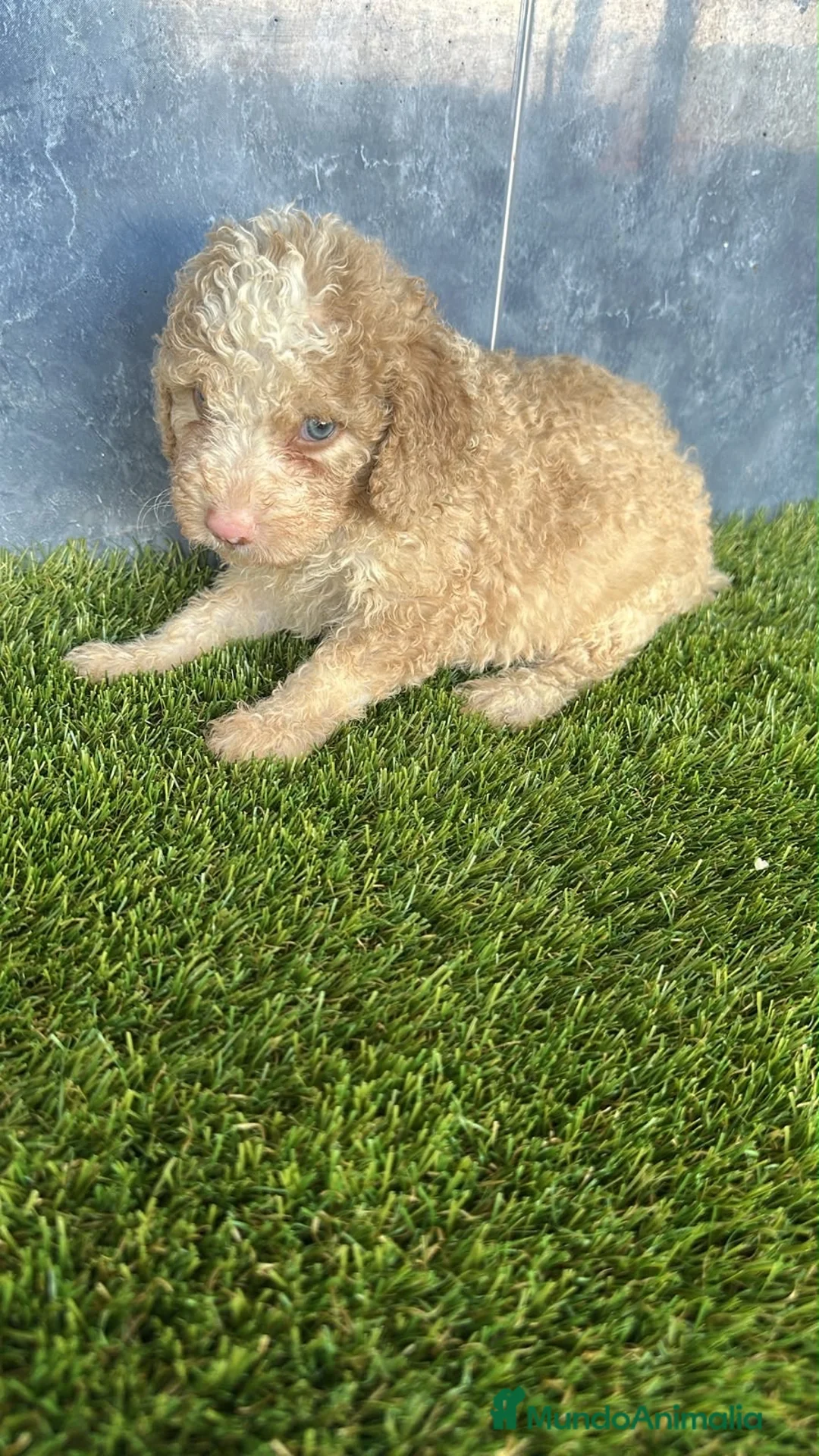 Perro de Agua Español perros en venta: Cachorros perro de agua español  - Anuncio 2