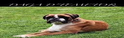 Boxer perros en venta: Boxer - Anuncio 9