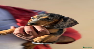 Teckel perros en Valencia - Anuncio 2
