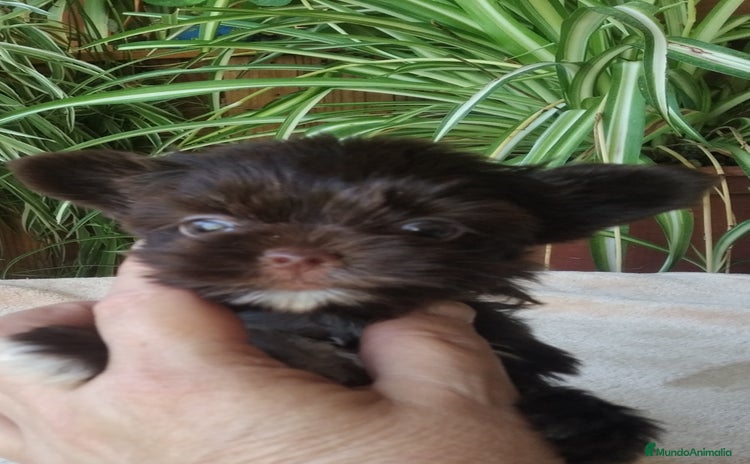 Biewer Yorkshire Terrier a la Pom Pon perros - Anuncio 1