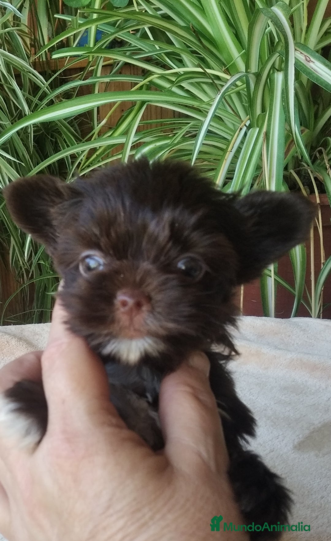 Biewer Yorkshire Terrier a la Pom Pon perros en venta: Yorkshire Biro y Chocolate exóticos Toy - Imagen 1