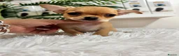 Chihuahua perros en venta: CHIHUAHUA HEMBRA COLOR CANELA - Anuncio 9