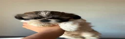 Shih Tzu perros en venta: Última hembrita de Shih Tzu mini - Anuncio 2