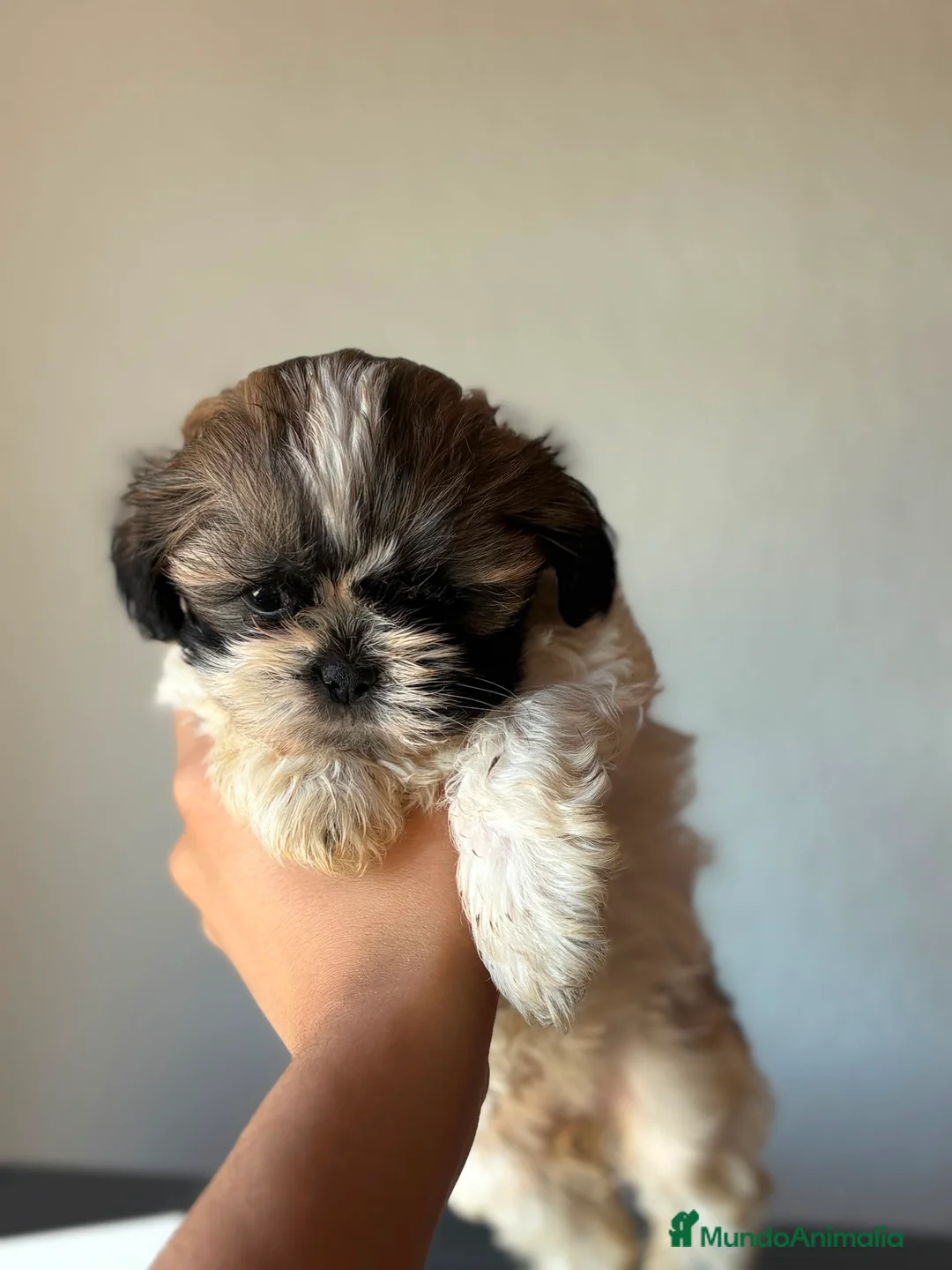 Shih Tzu perros en venta: Última hembrita de Shih Tzu mini - Anuncio 2