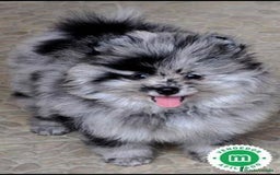 Pomerania perros en venta: Pomeranias Toy machos merle blue - Imagen 2