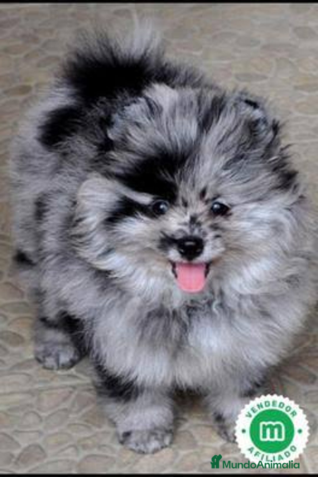 Pomerania perros en venta: Pomeranias Toy machos merle blue - Imagen 2