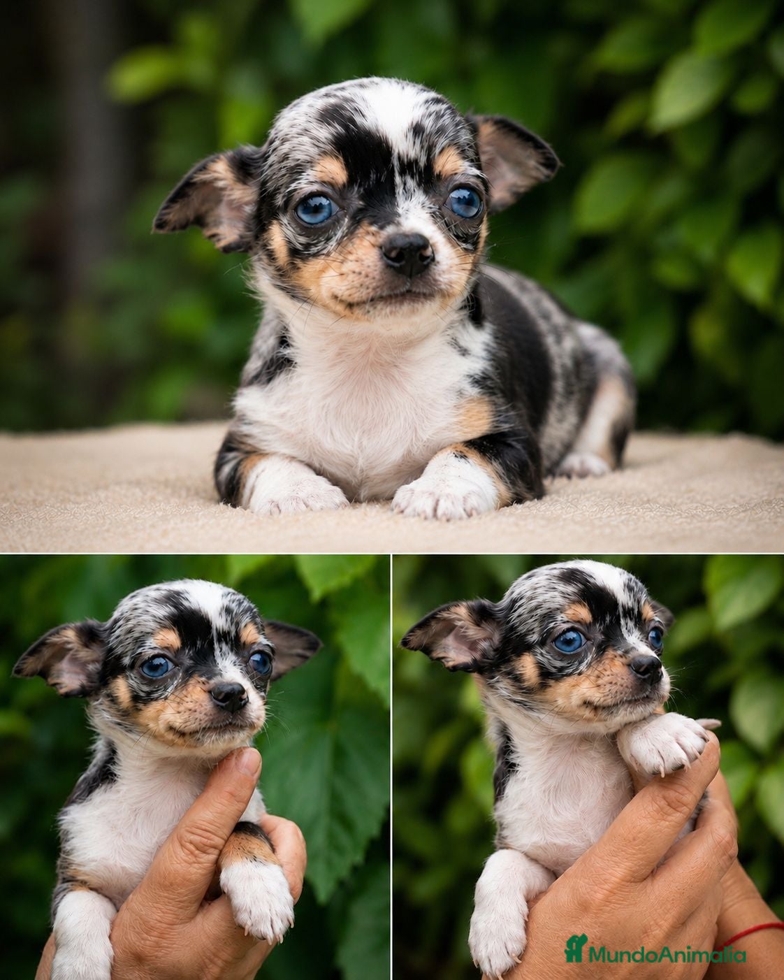Chihuahua perros Chihuahua toy ojos azules precioso muy pequeño  - Anuncio 30