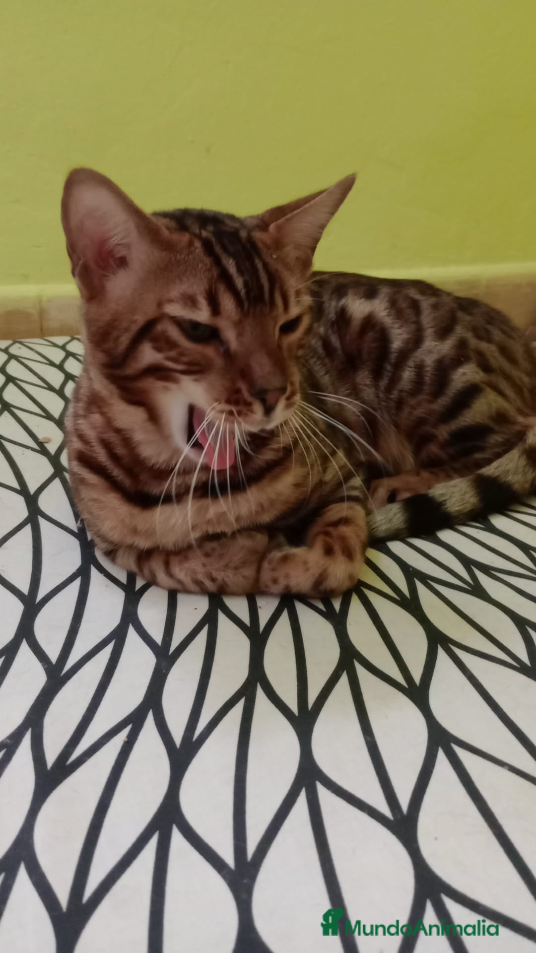 Bengalí gatos en venta: Gatos bengalis tienen 8 meses  - Anuncio 5