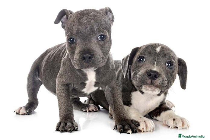 Staffordshire Bull Terrier perros - Anuncio 1