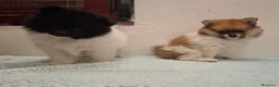 Pomerania perros en venta: Pomerania  - Anuncio 24
