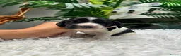Cocker Spaniel Inglés perros en venta: COCKER SPANIEL INGLES - Anuncio 7