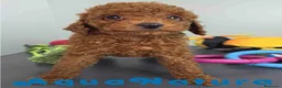 Caniche Toy perros en venta: Caniche Macho 1915 AQUANATURA - Anuncio 3