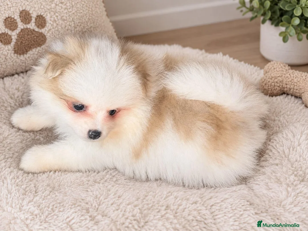 Pomerania perros en venta: Pomerania precio real  - Anuncio 2