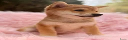 Shiba Inu perros en venta: Shiba Inu rojo y tricolor  - Anuncio 13