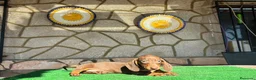 Teckel perros en venta: Teckel kaninchen - Anuncio 7