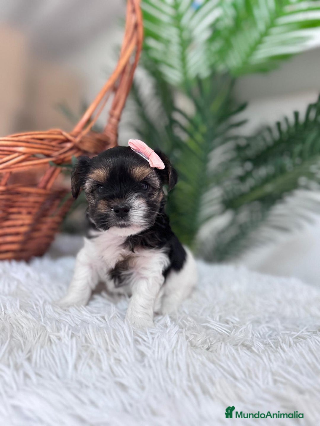 Yorkshire Terrier perros en venta: YORKSHIRE BIEWER HEMBRA - Anuncio 8