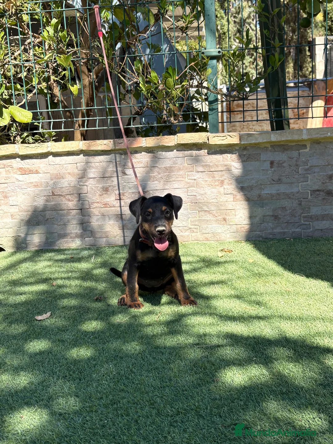 Terrier Alemán de Caza perros en venta: Cachorra de Jagd terrier  - Anuncio 3