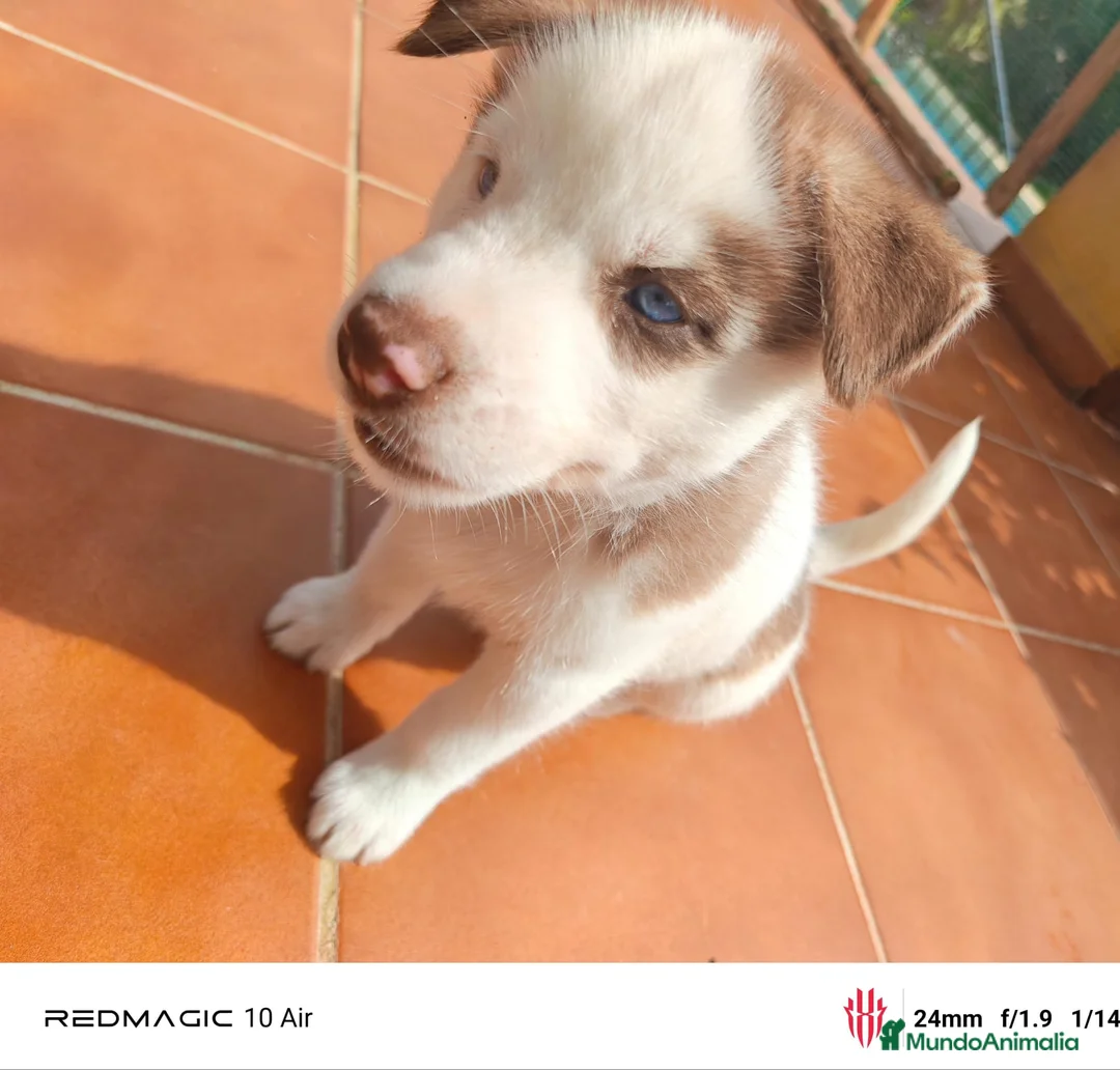 Husky Siberiano perros en venta: Husky  - Anuncio 2