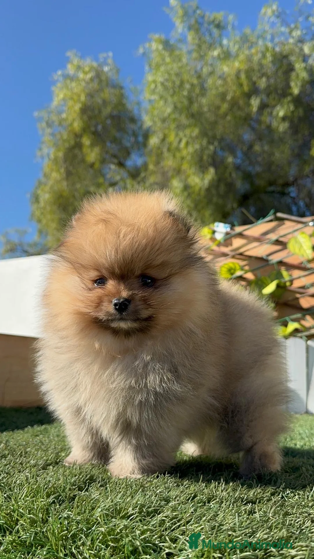 Pomerania perros en venta: POMERANIA  - Anuncio 10