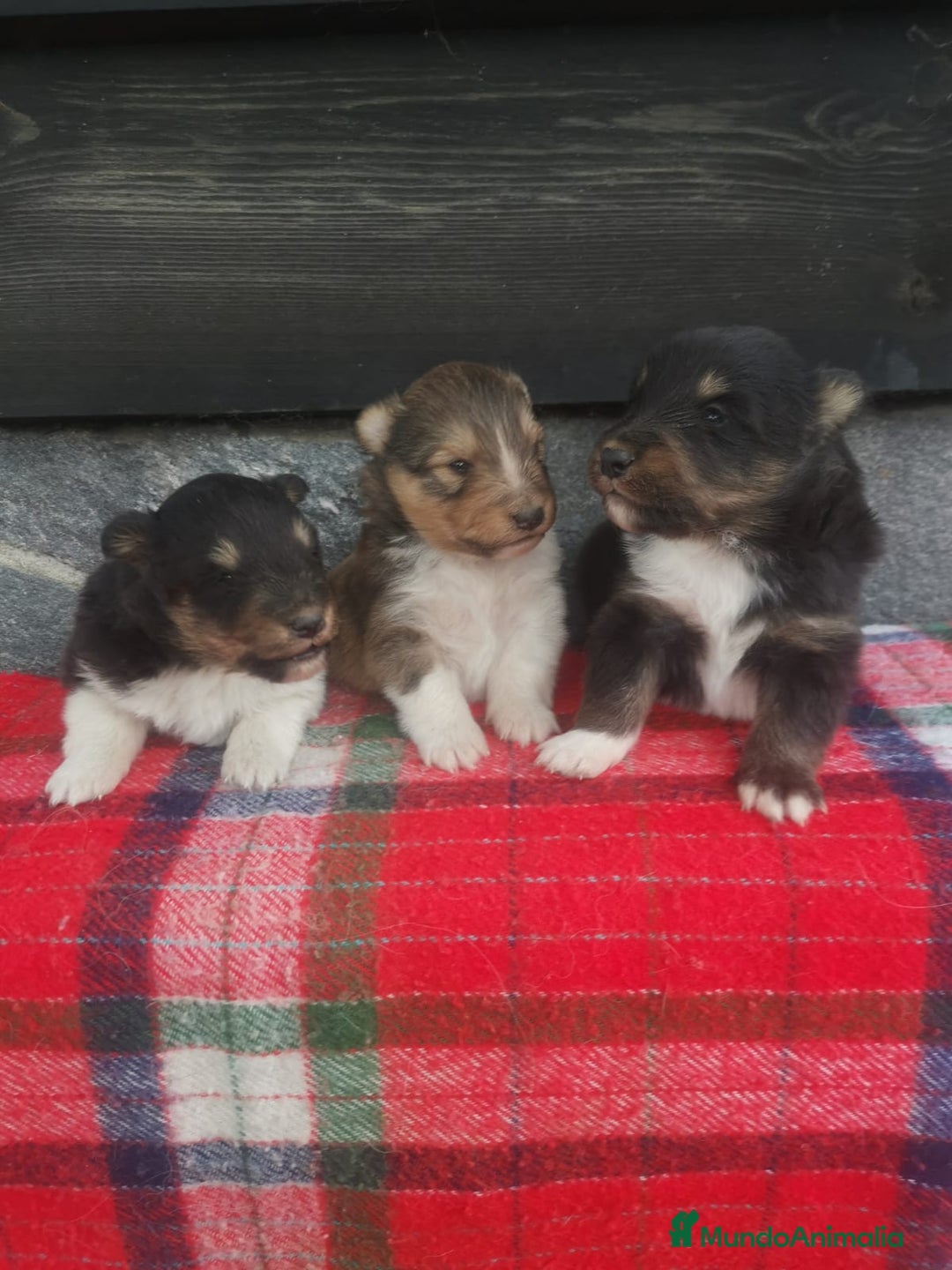Perro Pastor de las Shetland perros en venta: Cachorros pastor de Shetland - Imagen 1