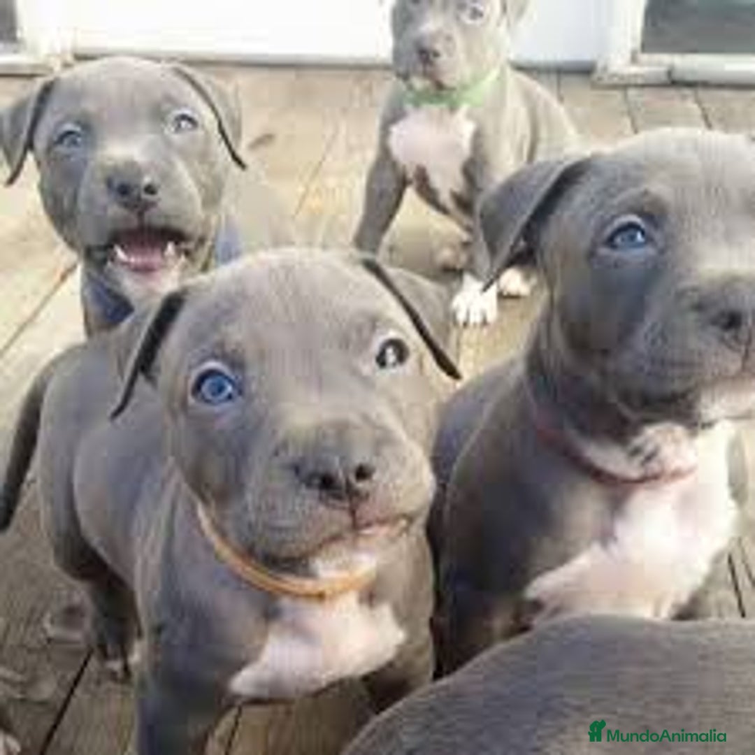 American Staffordshire-Terrier perros en venta: AMERICAN STAFFORD BLUE 631 67 03 85 - Imagen 2