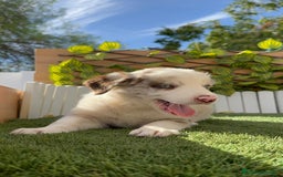 Border Collie perros en venta: BORDER COLLIE HEMBRA RED MERLE - Imagen 8