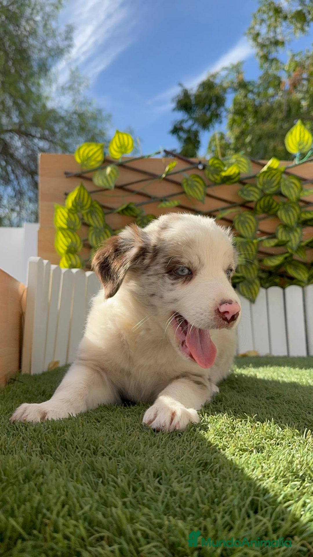 Border Collie perros en venta: BORDER COLLIE HEMBRA RED MERLE - Imagen 8
