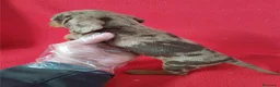 Teckel Miniatura perros en venta: Teckel Miniatura Arlequin Chocolate  - Anuncio 2