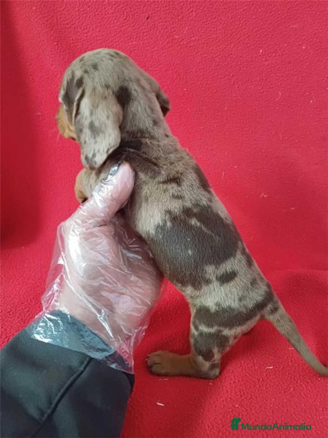 Teckel Miniatura perros en venta: Teckel Miniatura Arlequin Chocolate  - Anuncio 2