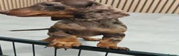 Teckel Miniatura perros en venta: Teckel Mini Arlequín ♂️ disponible  - Anuncio 3