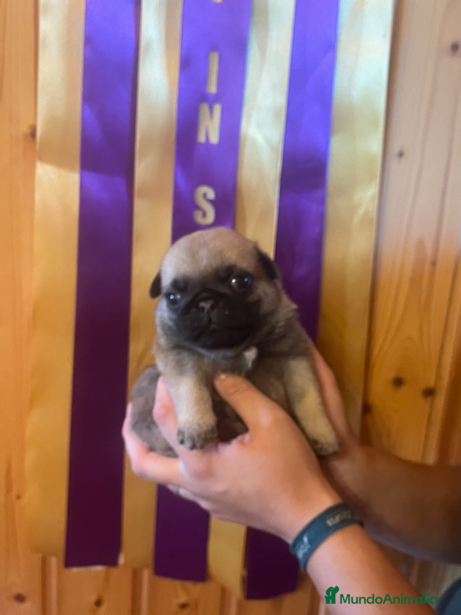 Carlino - Pug perros Preciosos Carlinos en venta - Anuncio 2