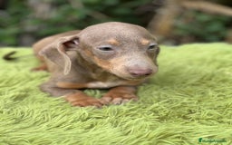 Teckel Miniatura perros en venta: Teckel mini lavanda  - Imagen 5