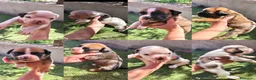 Boxer perros en venta: Boxer  - Anuncio 13