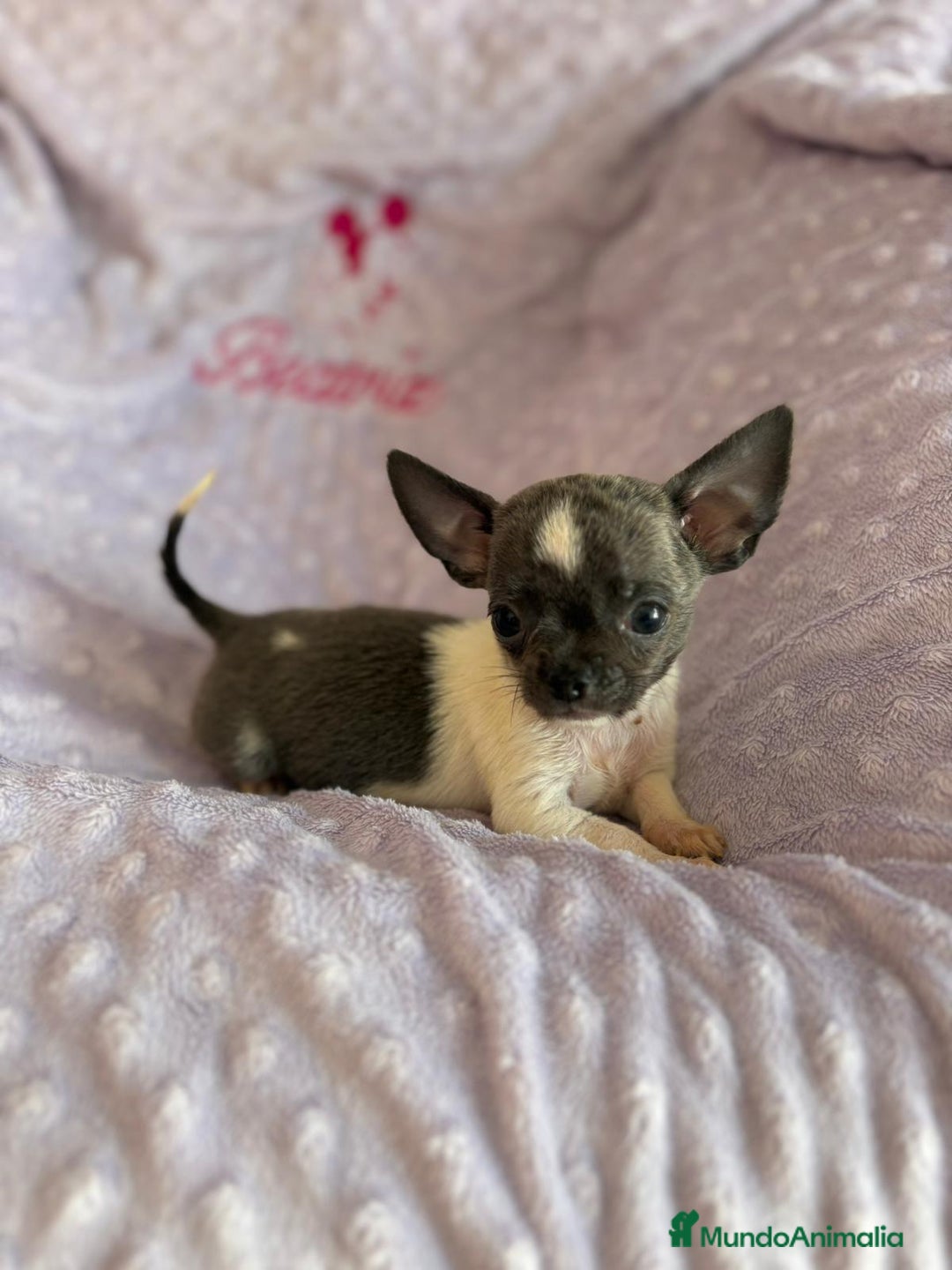 Chihuahua perros en venta: Chihuahua micro toy ruso - Imagen 14