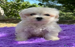 Bichón Maltés perros en venta: Bichon coreana  - Imagen 4