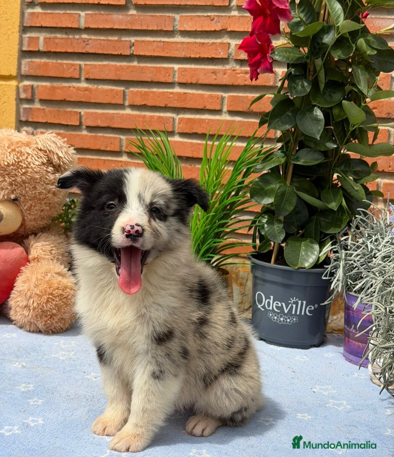 Border Collie perros Border collie merle. Machos  - Anuncio 1
