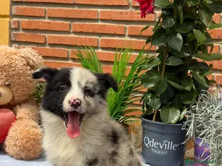 Border Collie perros Border collie merle. Machos - Anuncio 1