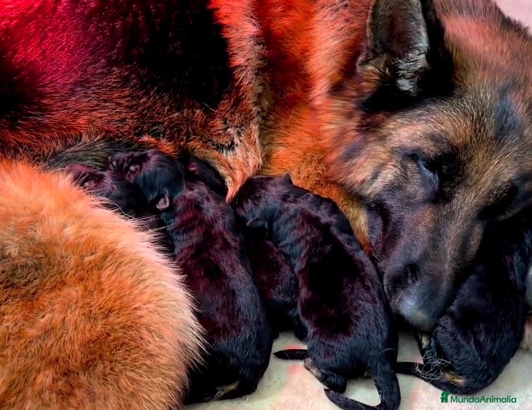 Pastor Alemán perros en venta: Súper cachorro macho pastor alemán  - Anuncio 21