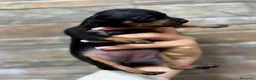 Ratón de Praga perros en venta: Raton de Praga - Anuncio 6