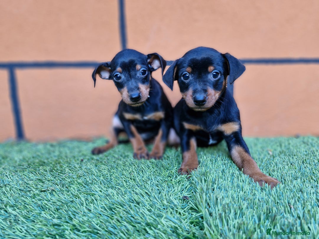Pinscher Miniatura perros en venta: PINSCHER - Anuncio 1