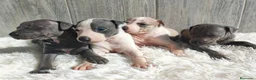 Whippet perros en venta: WHIPPET Machos - Anuncio 6