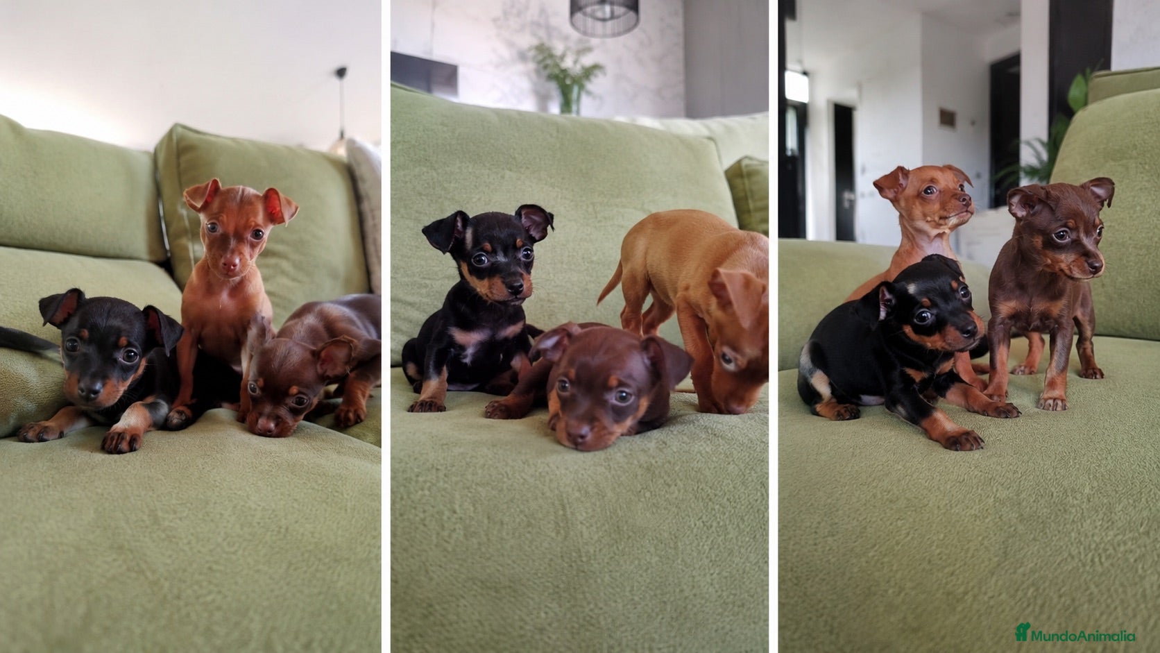 Pinscher Miniatura perros pinscher puppy - madrid  - Anuncio 2