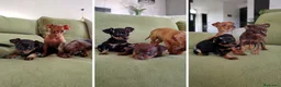 Pinscher Miniatura perros en venta: pinscher puppy - madrid  - Anuncio 1